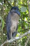 Boat-billed Heron    